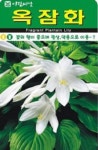 꽃의 향이좋은 옥잠화 씨앗(20립)(A0724) : 구삼팔육마켓
