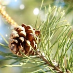 [더위치] 파인향 100ml 스위스 G사 소나무향 솔향 화장품등급 : 더위치