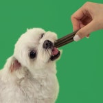 리브펫 덴탈핏츄 강아지껌 덴탈 치석제거 양치껌 170g, 5개 : 리브펫