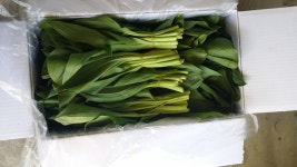 강원도 인제 동일농장 산마늘 명이나물 : 동일농장