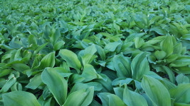 강원도 인제 동일농장 산마늘 명이나물 : 동일농장