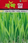 채소 종자 재배 씨앗 새싹밀씨앗(600g) (A0478) : 구삼팔육마켓