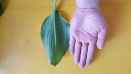 강원도 인제 동일농장 산마늘 명이나물 : 동일농장