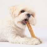 퍼피아 퍼피트리 커피나무 애견장난감 100% 원자재 사용 : 꾸러미세상