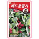 레드문딸기씨앗 100립 식용 관상용 텃밭채소 딸기씨 : 튼튼씨앗