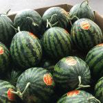 [황금찬] 국내산 하우스 일모작 수박 임산부선물 가정용 3kg 5kg 7kg : 황금찬농수산