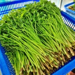 무농약 청도 미나리 한재미나리 1kg : 허니스윗팜