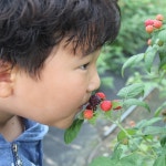 [베리팜] 고창복분자 젤리 : 고창 베리팜