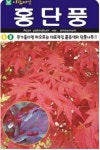 나무 종자 재배 씨앗 홍단풍나무씨앗(100립) (A0586) : 구삼팔육마켓