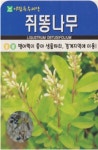 나무 종자 재배 씨앗 쥐똥나무씨앗(300립) (A0584) : 구삼팔육마켓