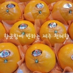 준이네아침농장 고당도 천혜향 3kg, 4kg, 가정용소과 5kg : 준이네아침농장