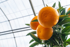 고당도 하우스 천혜향5kg : 제주낙원농장