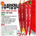 신슈퍼엄청나 고추 씨앗 1200립 : 수누피팜