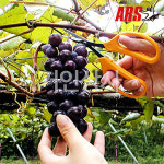 아루스 스텐 포도가위 320DX-M-BP / 곡가위 포도알솎기가위 샤인머스켓 일제 ARS : 거인상사