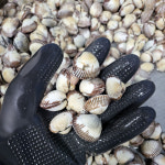 공태균의 벌교 새꼬막 1kg ( 대 중 소 사이즈 선택 ) 선물포장 가능 벌교꼬막 : 벌교꼬막연구소