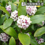 천리향 서향 5치포트 : 가림원예조경