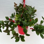 붉은색의 보석같은 열매를 가진 산호수 키우기쉬운 실내공기정화식물 실내인테리어식물 : 다은꽃농원