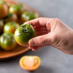 부산 대저 짭짤이 토마토 섞어 팔지 않고 정직하게 판매하는 산지직송 제철 과일 : 신선해농수산