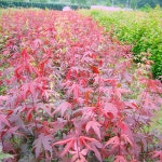 홍단풍(얼치기)실생4년(수고1.0~1.2M)꽃나무/정원수/묘목/B1576 : TCM