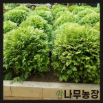 부시측백 측백나무 분달이 폭 40cm : 우리나무농장