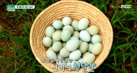 월 정기배송 산지직송 자연방목 난각번호1번 청계유정란 청계알 30구 - 40구 해뜨락농원 : 봉화산 해뜨락 청계농원
