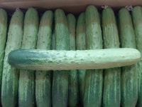 (과일천국1번지) 아삭아삭 맛 좋은 오이 - 10kg : 과일판매