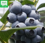 무농약냉동블루베리(상품 1kg : 장산 농원