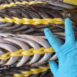 생물 햇 생 양미리 1kg 1두름 반 완전 건조 강릉 사천항 당일조업 구이 : 주문진농수산