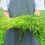 봄향기 가득 무농약 미나리 1kg : 햇살장터