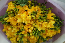 후리지아 꽃다발 배달 당일 꽃배달서비스 : 찜 전국꽃배달서비스당일배송