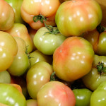 다원농장 못난이 찰토마토(크기혼입) 5kg : 익산시 마을전자상거래지원단