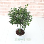 토피어리 올리브 나무 430 : 도희씨네 정원