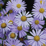 쑥부쟁이 꽃 씨앗 야생화 꽃씨 종자 품종 정원 5000립 : 매일마트