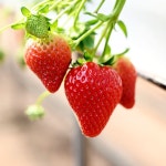 킹스베리 딸기 350g 400g 금실딸기 비타베리 : 룰루네상점