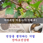 칠해목진액:5일분20팩 특A급 국내 자연산 칠해목 까마귀밥여름나무 옻 진액 즙 : 산야초건강원