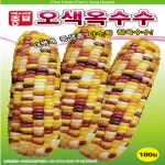 오색옥수수씨 찰옥수수 오색옥수수 씨 씨앗 종자 100립 : 모두다팜 농자재