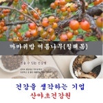 칠해목진액:10일분40팩 특A급 국내 자연산 칠해목 까마귀밥여름나무 옻 진액 즙 : 산야초건강원