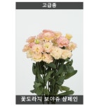 꽃도라지 보야쥬 샴페인(유스토마,리시안사스) 10립/다년생꽃씨/키가큰식물/화단용꽃씨/고급종꽃씨/가을파종꽃씨/봄파종꽃씨/씨앗 : 사이버가든