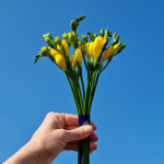 (생화공장) 노랑 프리지아 20대 후리지아 생화꽃 싼집 양재꽃시장 도매 경매 택배 발송 : 365꽃시장