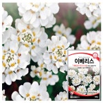 이베리스 씨앗 100립 봄 가을 파종 꽃씨 종자 : 근소텃밭
