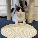 미유캣츠 뚱이 레인보우 4단 라운지 수직 스크래쳐 캣타워 129 : 고양이용품 미유캣츠