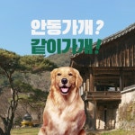 경북e누리 안동 애견나드리 하회마을+미스터멍 : 경북여행몰