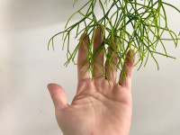 립살리스 카수타 행잉플랜드 / 키우기 쉬운 공중 식물, 실내 카페 인테리어 : 라메종베르트