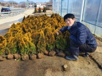 골든스마라그 50cm 화분묘(포트묘 침엽수 조경수 울타리 골드에메랄드그린) : 남림원예종묘