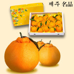명품 제주 한라봉 선물세트 3kg 5kg 가정용 선물세트 서귀포 : 에이치제이HJ컴퍼니