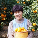 제주 천혜향 3kg 5kg 10kg 선물세트 가정용 제철 : 제주새별농장