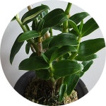 석곡 /석곡란/Dendrobium moniliforne /착생란/ 석부작/ 목부작 : 행복한정원