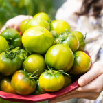 토렌지  토마토  농장직송[2.5kg/1kg] : 조은토마토