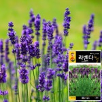 라벤더씨앗 100립 라벤다 로체 씨 종자 : 근소텃밭