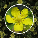 딱지풀씨앗 50g 지네풀 야생화종자 딱지풀씨 딱지꽃 꽃씨 : 연두네씨앗